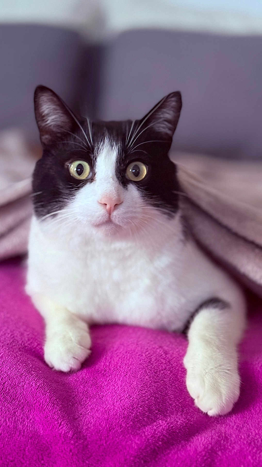 Vasja a rejoint le concours — aidez-le/la à gagner de superbes lots ! cat, tuxedo_cat, pet, animal, indoor, blanket, feline, cute, fur, whiskers, paws, pink_blanket, gray_blanket, relaxed, alert, closeup, domestic_cat, laying_down, wide_eyes, soft_texture