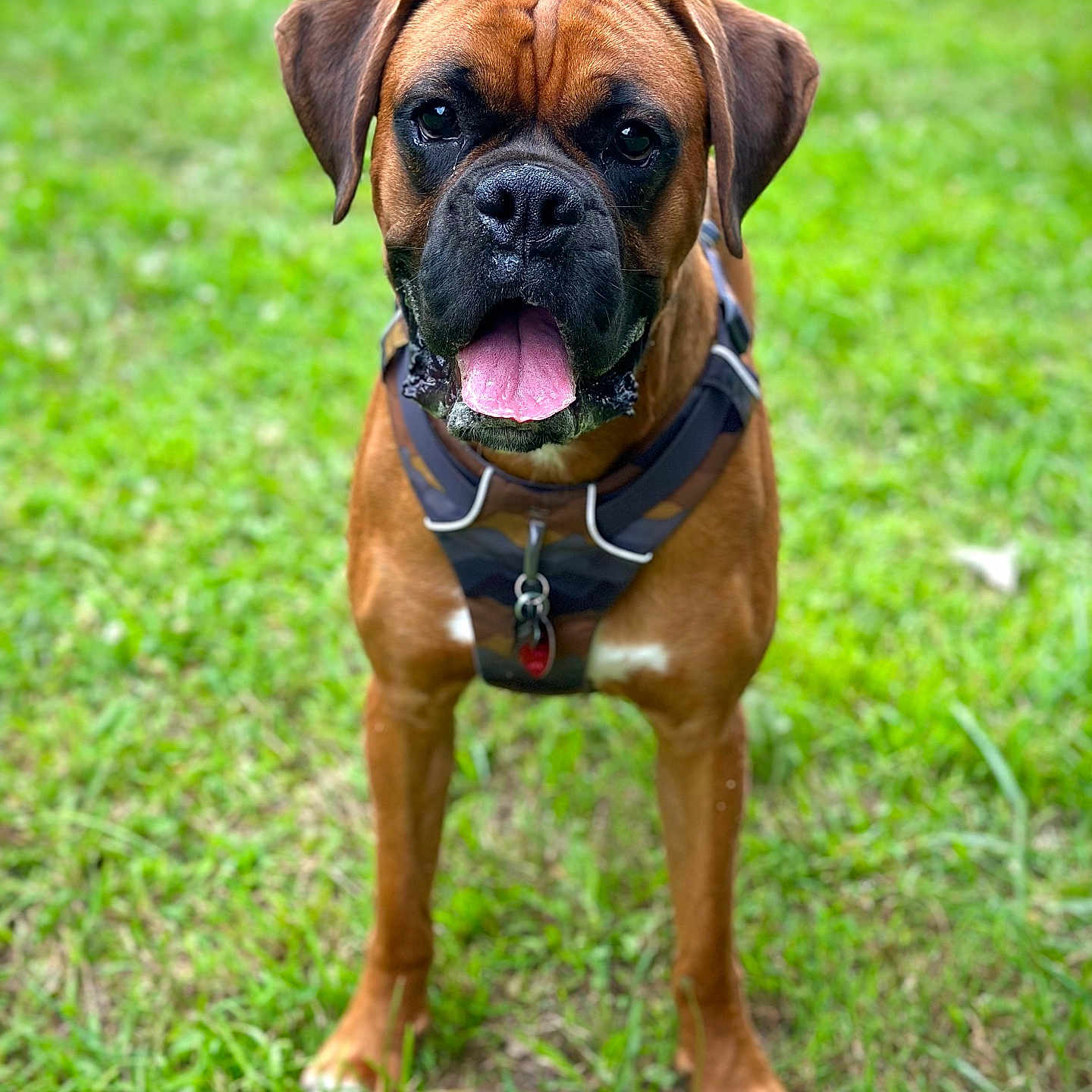 King is registered to the contest to win money with this photo: accessories, animal, ball, boxer, bulldog, canine, dog, football, frenchbulldog, grass, harness, hound, lawn, leash, pet, plant, pug, puppy, snout, strap