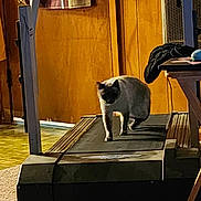 Sassy is registered to the contest to win money with this photo: cat, treadmill, indoor, wooden_wall, flooring, door, table, clothing, household, pet, animal, exercise, shadow, light, carpet, walking, furniture, blanket, room, door_handle
