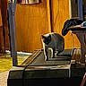 cat, treadmill, indoor, wooden_wall, flooring, door, table, clothing, household, pet, animal, exercise, shadow, light, carpet, walking, furniture, blanket, room, door_handle