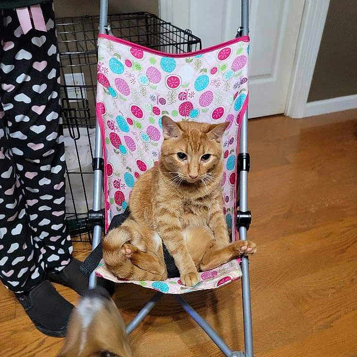 Ducky joined the competition — help win amazing prizes! animal, cat, colorful_stroller, curious_dog, dog, flooring, furniture, ginger_cat, heart_pattern, home, household, indoor, looking_dog, pants, person, pet, pet_crate, seated_cat, stroller, wooden_floor
