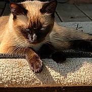 Fefe is registered to the contest to win money with this photo: cat, siamese, animal, pet, fur, whiskers, sunlight, shadow, relaxed, sleepy, mat, texture, brown, cream, indoor, closeup, portrait, paw, ears, face