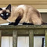 Fefe joined the competition — help win amazing prizes! cat, siamese_cat, animal, pet, blue_eyes, feline, outdoor, wooden_railing, curious, crouching, fur, whiskers, window, house, beige, daylight, nature, mammal, portrait, closeup