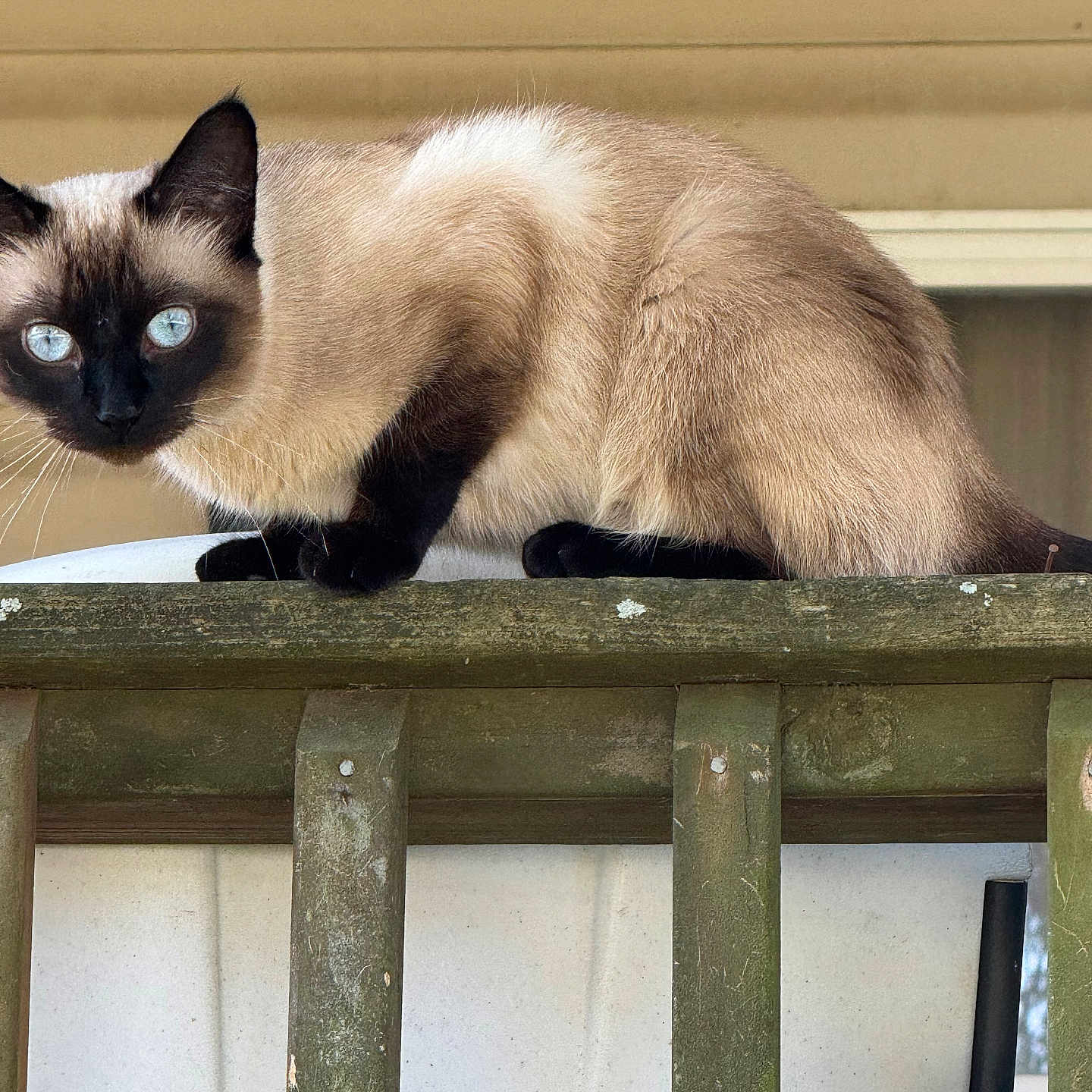 Fefe joined the competition — help win amazing prizes! cat, siamese_cat, animal, pet, blue_eyes, feline, outdoor, wooden_railing, curious, crouching, fur, whiskers, window, house, beige, daylight, nature, mammal, portrait, closeup