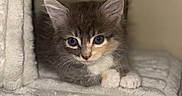 Mittens joined the competition — help win amazing prizes! kitten, cat, gray_fur, white_fur, blue_eyes, green_eyes, face, whiskers, ears, paws, blanket, cozy, indoors, portrait, close_up, cute, fluffy, lying_down, soft_lighting, pet