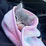 Mittens joined the competition — help win amazing prizes! kitten, cat, pet, animal, furry, fluffy, blanket, wrapped, sleepy, cozy, pastel, pink, gray, blue_eyes, face, ears, whiskers, car, interior, portrait