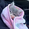 kitten, cat, pet, animal, furry, fluffy, blanket, wrapped, sleepy, cozy, pastel, pink, gray, blue_eyes, face, ears, whiskers, car, interior, portrait