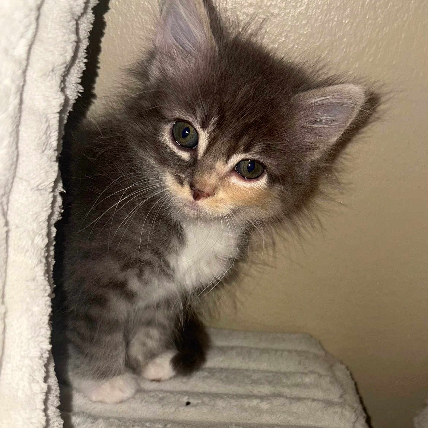 Mittens