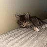 Mittens is registered to the contest to win money with this photo: kitten, cat, fluffy, long_hair, gray_fur, white_paws, green_eyes, animal, pet, lying_down, relaxed, blanket, bed, indoors, portrait, cozy, soft_lighting, wall, whiskers, cute