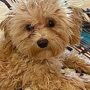 Noelle is registered to the contest to win money with this photo: dog, pet, fluffy, curly_fur, brown_fur, lying_down, blanket, indoor, close_up, animal, cute, companion, soft_texture, resting, domestic_animal, friendly, fur, nose, eyes, portrait