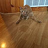 Tim joined the competition — help win amazing prizes! animal, cat, curious, cute, ears, feline, flooring, fur, house, indoor, legs_stretched, looking_at_camera, orange_tabby, pet, relaxed, sitting, vent, whiskers, wooden_floor, wooden_wall