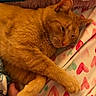 Tim is registered to the contest to win money with this photo: animal, bed, blanket, cat, closeup, comfort, cozy, cute, feline, fur, heart_pattern, indoor, nap, orange_cat, paw, pet, relaxed, resting, sleepy, whiskers