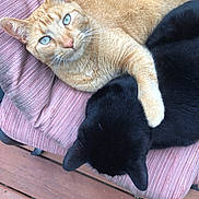 Tim joined the competition — help win amazing prizes! animals, black_cat, blue_eyes, cat, chair, companion, cozy, cushion, ears, feline, fur, orange_cat, outdoor, paw, pets, relaxing, resting, snuggling, whiskers, wooden_deck