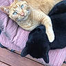 animals, black_cat, blue_eyes, cat, chair, companion, cozy, cushion, ears, feline, fur, orange_cat, outdoor, paw, pets, relaxing, resting, snuggling, whiskers, wooden_deck