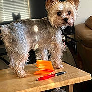 Barack is registered to the contest to win money with this photo: animal, brown_dog, cozy, curious, dog, domestic, ears, face, furniture, indoor, long_hair, notepad, pen, pet, shadow, small_dog, sunlight, table, window_blinds, wooden_table