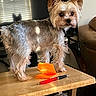 animal, brown_dog, cozy, curious, dog, domestic, ears, face, furniture, indoor, long_hair, notepad, pen, pet, shadow, small_dog, sunlight, table, window_blinds, wooden_table