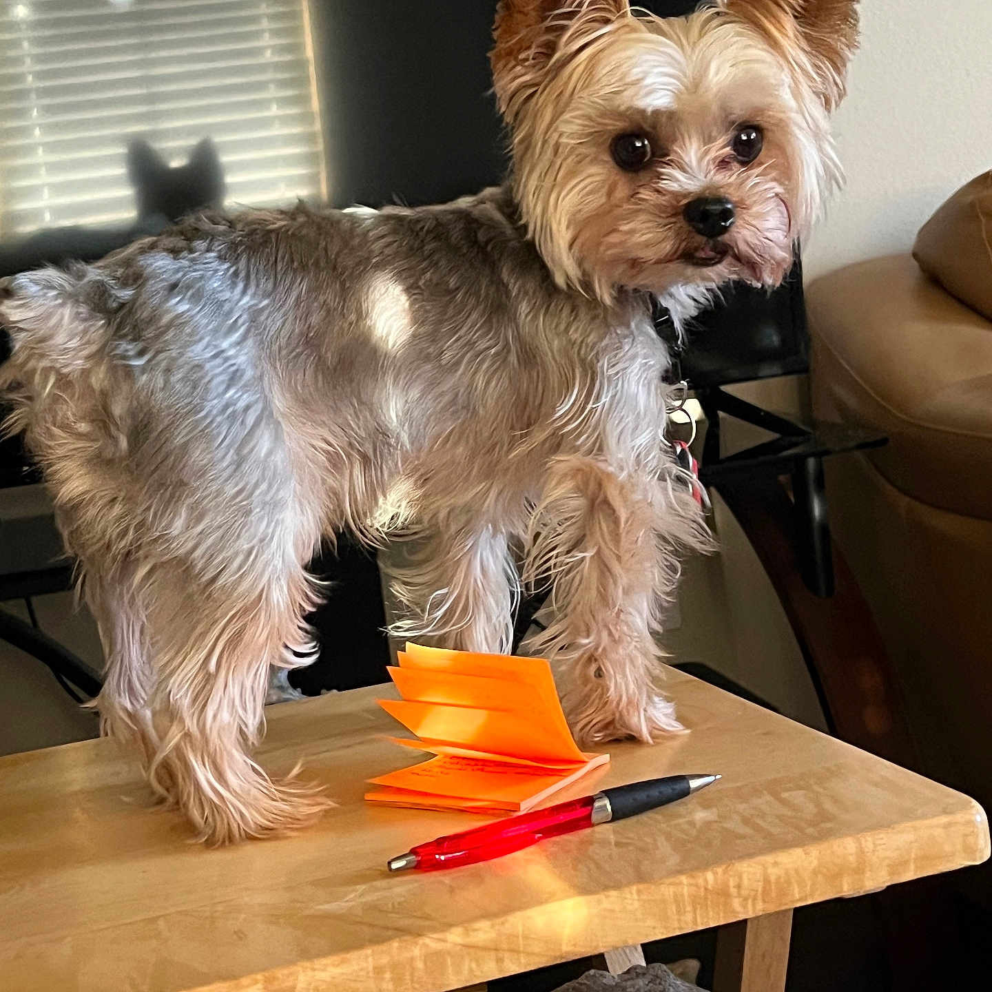 Barack is registered to the contest to win money with this photo: animal, brown_dog, cozy, curious, dog, domestic, ears, face, furniture, indoor, long_hair, notepad, pen, pet, shadow, small_dog, sunlight, table, window_blinds, wooden_table