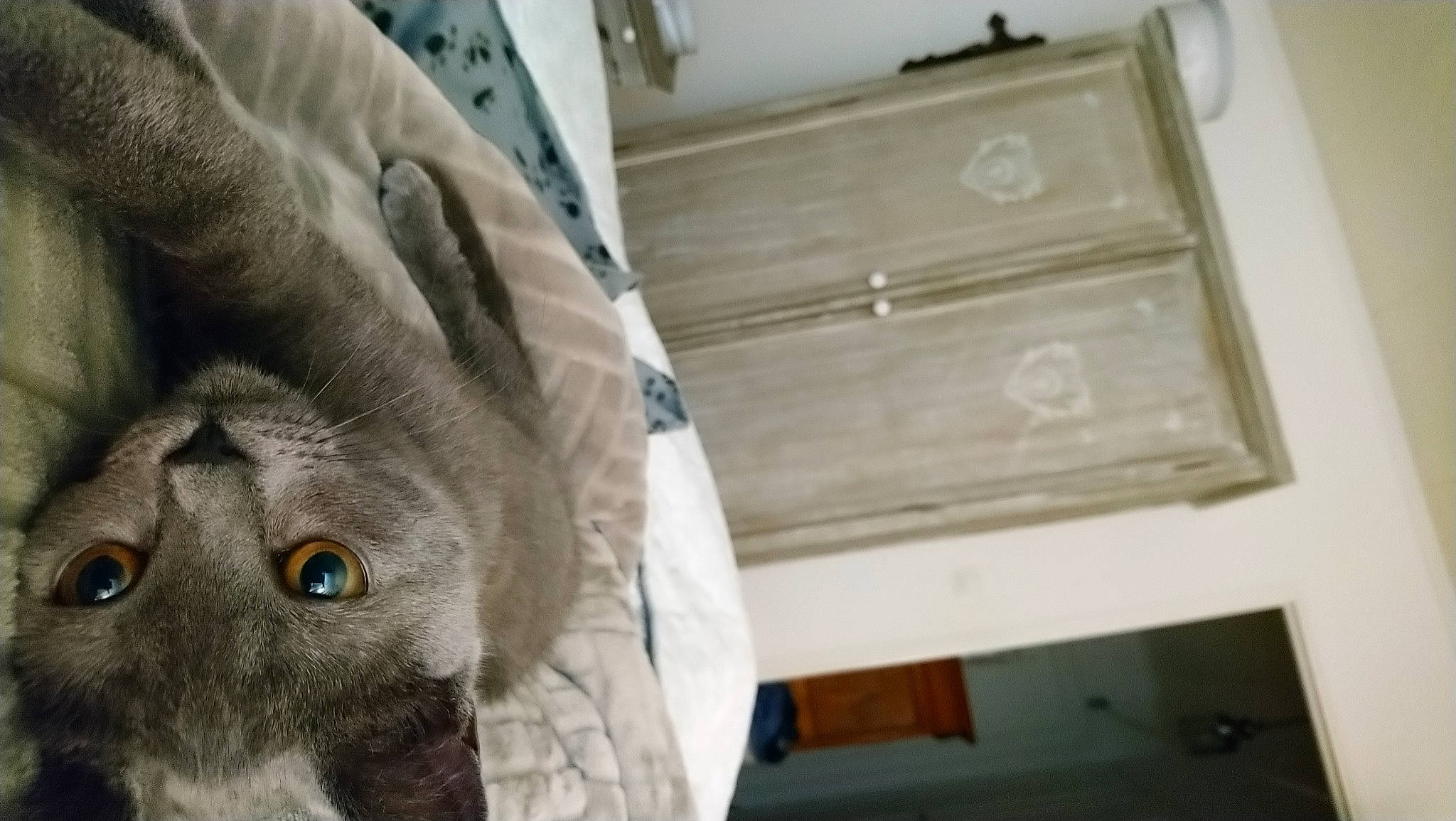 Ti'Nala a rejoint le concours — aidez-le/la à gagner de superbes lots ! cabinetry, canidae, carnivore, cat, comfort, dog_breed, domestic_short_haired_cat, drawer, fawn, felidae, flooring, fur, hardwood, small_to_medium_sized_cats, snout, sporting_group, terrestrial_animal, whiskers, wood, working_animal