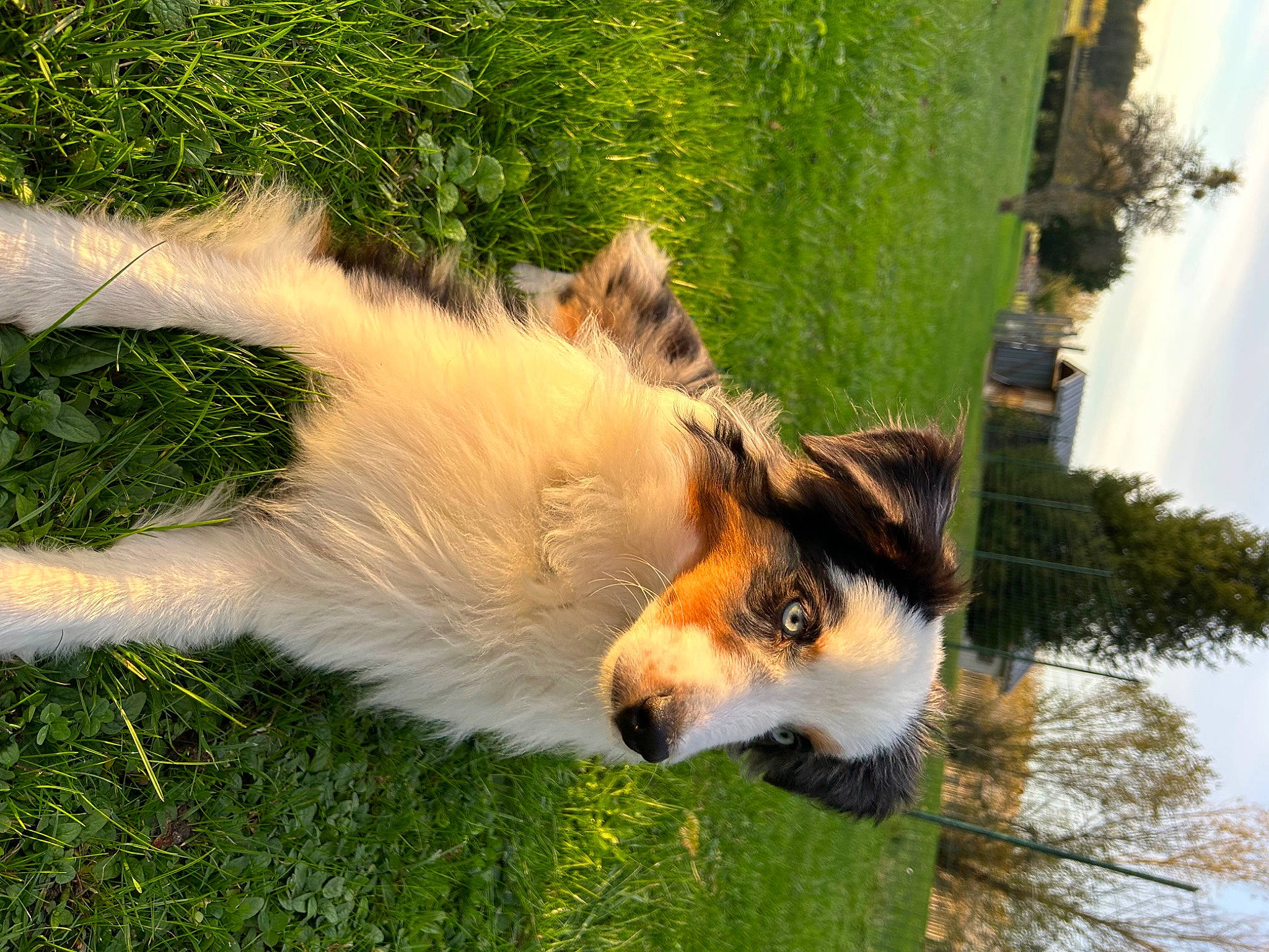 Regan participe au concours pour gagner de l'argent avec cette photo : canidae, carnivore, collie, companion_dog, dog, dog_agility, dog_breed, fawn, grass, herding_dog, plant, rough_collie, scotch_collie, shetland_sheepdog, sky, sporting_group, tail, tree, water, whiskers