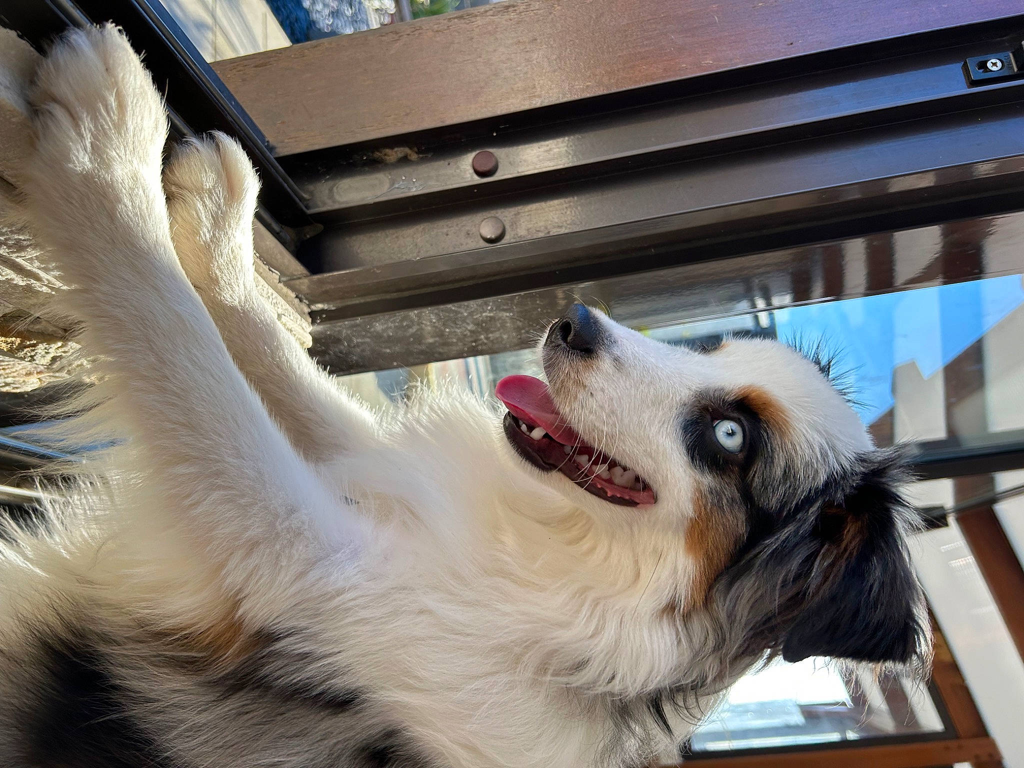 Regan a rejoint le concours — aidez-le/la à gagner de superbes lots ! canidae, carnivore, collar, companion_dog, dog, dog_breed, dog_collar, dog_supply, fang, fawn, foot, fur, jaw, paw, pet_supply, plant, snout, sporting_group, whiskers, window