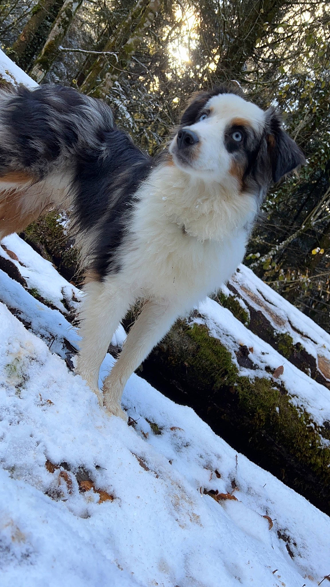 Regan participe au concours pour gagner de l'argent avec cette photo : canidae, carnivore, companion_dog, dog, dog_breed, fawn, freezing, fur, photograph, plant, precipitation, snout, snow, sporting_group, tail, terrestrial_animal, tree, whiskers, wildlife, winter