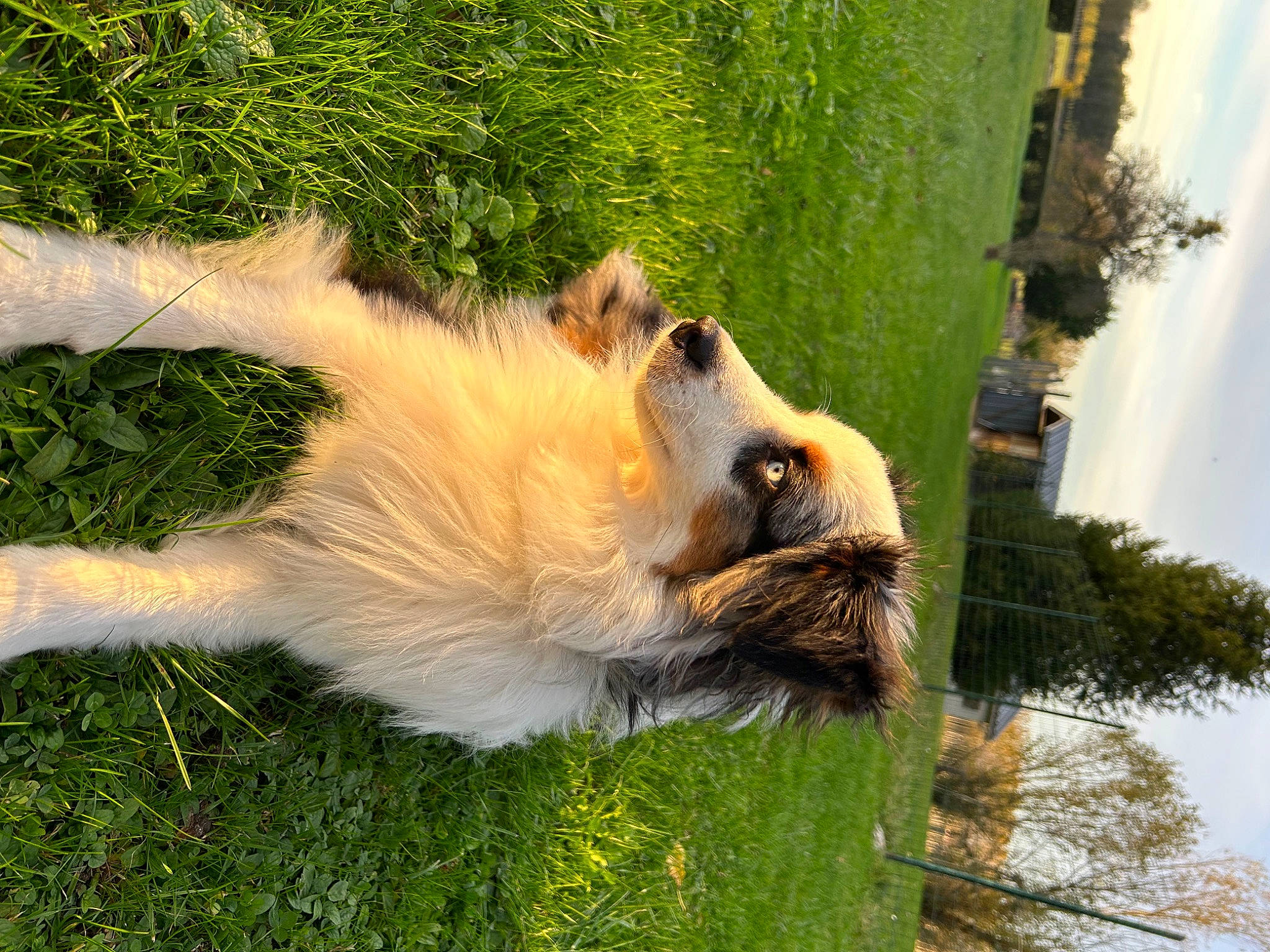 Regan participe au concours pour gagner de l'argent avec cette photo : carnivore, cloud, companion_dog, dog_breed, fawn, felidae, fur, grass, palm_tree, plant, primate, sky, sporting_group, tail, terrestrial_animal, tree, trunk, water, whiskers, wildlife