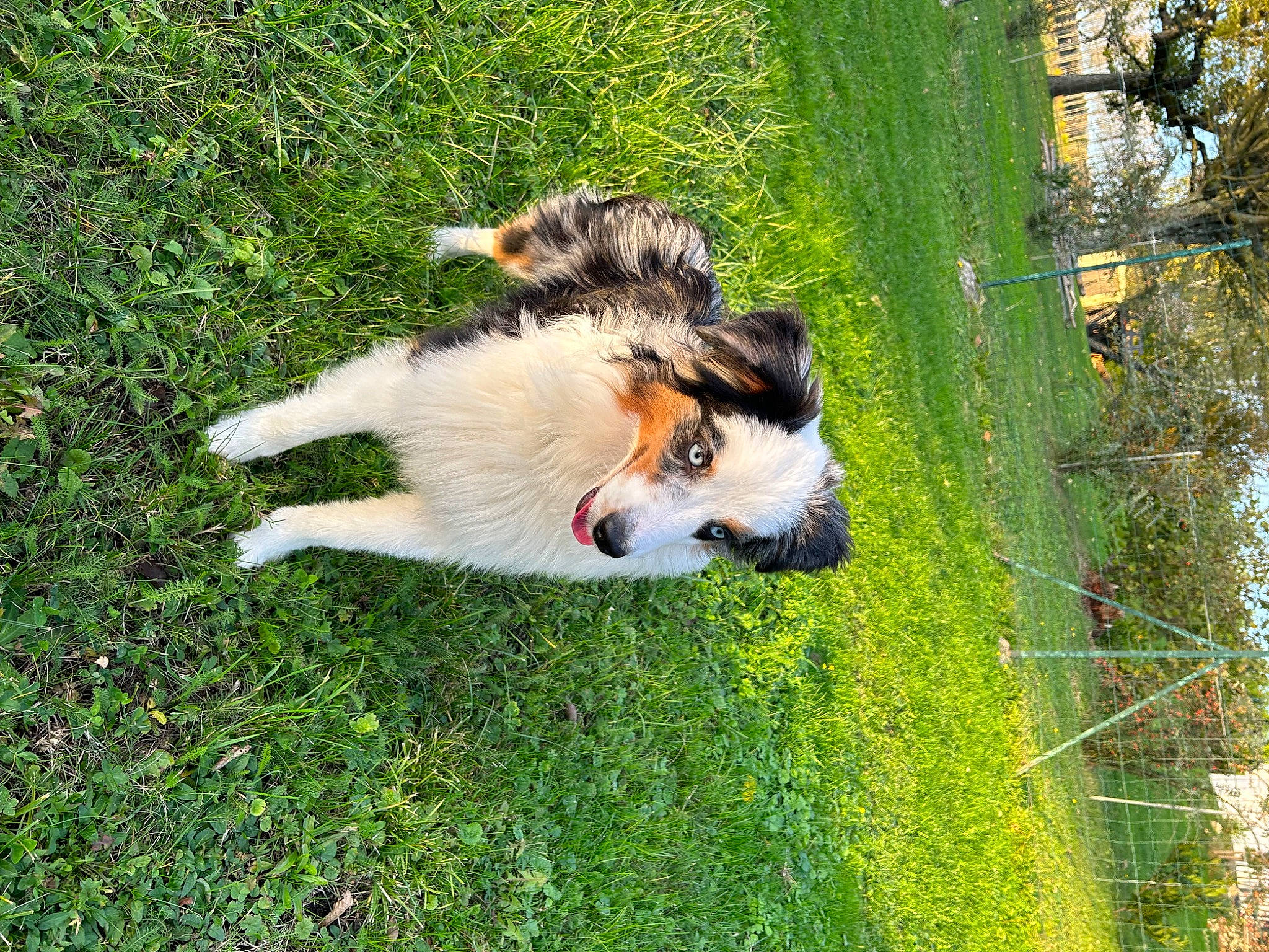 Regan a rejoint le concours — aidez-le/la à gagner de superbes lots ! canidae, carnivore, collie, companion_dog, dog, dog_breed, fur, grass, herding_dog, plant, rough_collie, scotch_collie, shetland_sheepdog, sporting_group, tail, terrestrial_animal, tree, wildlife, working_dog