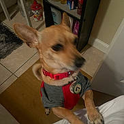 Peewee joined the competition — help win amazing prizes! animal, brown_dog, container, dog, dog_shirt, ears, furniture, home, indoor, motion_blur, paws, pet, playful, red_collar, shelf, small_dog, standing, tags, tail, tile_floor