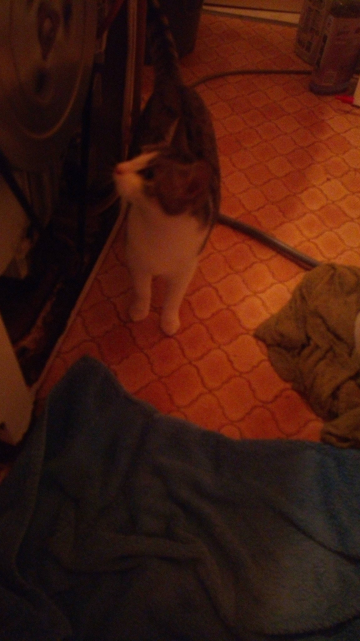 Fripouille participe au concours pour gagner de l'argent avec cette photo : brown, carnivore, cat, european_shorthair, fawn, felidae, floor, flooring, fur, hardwood, kitten, leg, small_to_medium_sized_cats, tail, textile, tile, whiskers, wood