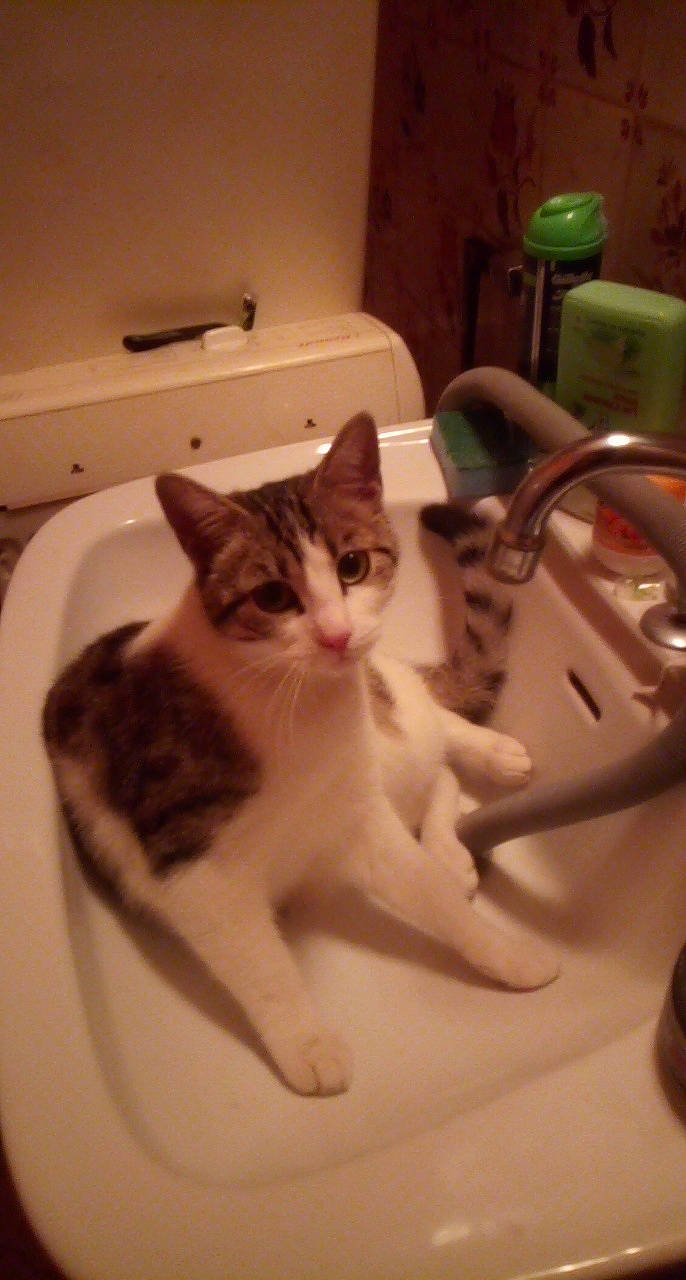 Fripouille participe au concours pour gagner de l'argent avec cette photo : aegean_cat, carnivore, cat, domestic_short_haired_cat, european_shorthair, felidae, kitten, plumbing_fixture, sink, small_to_medium_sized_cats, tail, toilet, whiskers