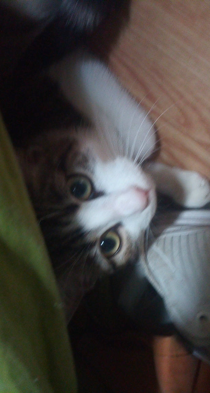 Fripouille participe au concours pour gagner de l'argent avec cette photo : carnivore, cat, european_shorthair, eye, fawn, felidae, kitten, nose, small_to_medium_sized_cats, snout, whiskers