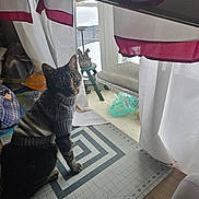 Loki joined the competition — help win amazing prizes! animal, cat, cozy, curious, curtains, cutting_mat, daylight, fabric, household, indoor, knitwear, pet, plastic_bag, sewing_supplies, stool, striped, sweater, tabby, table, window
