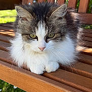 Minnie participe au concours pour gagner de l'argent avec cette photo : animal, bench, calm, cat, close_up, daylight, domestic_cat, fluffy, fur, garden, grass, green_eyes, nature, outdoor, paws, pet, resting, sunlight, wood, wooden_bench