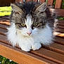 animal, bench, calm, cat, close_up, daylight, domestic_cat, fluffy, fur, garden, grass, green_eyes, nature, outdoor, paws, pet, resting, sunlight, wood, wooden_bench