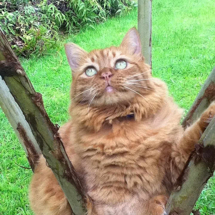 Peaches is registered to the contest to win money with this photo: animal, backyard, cat, face, grass, green, head, herbal, herbs, lawn, nature, outdoors, person, pet, photography, plant, tree, vegetation, wood, yard