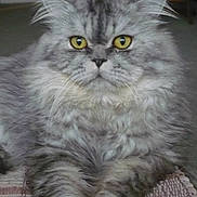 Harley is registered to the contest to win money with this photo: cat, fluffy, gray_fur, long_hair, persian_cat, yellow_eyes, portrait, sitting, front_view, paws, whiskers, ears, indoor, blanket, textile, home, closeup, pet, alert, furry