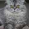cat, fluffy, gray_fur, long_hair, persian_cat, yellow_eyes, portrait, sitting, front_view, paws, whiskers, ears, indoor, blanket, textile, home, closeup, pet, alert, furry