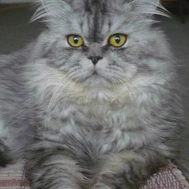 Harley