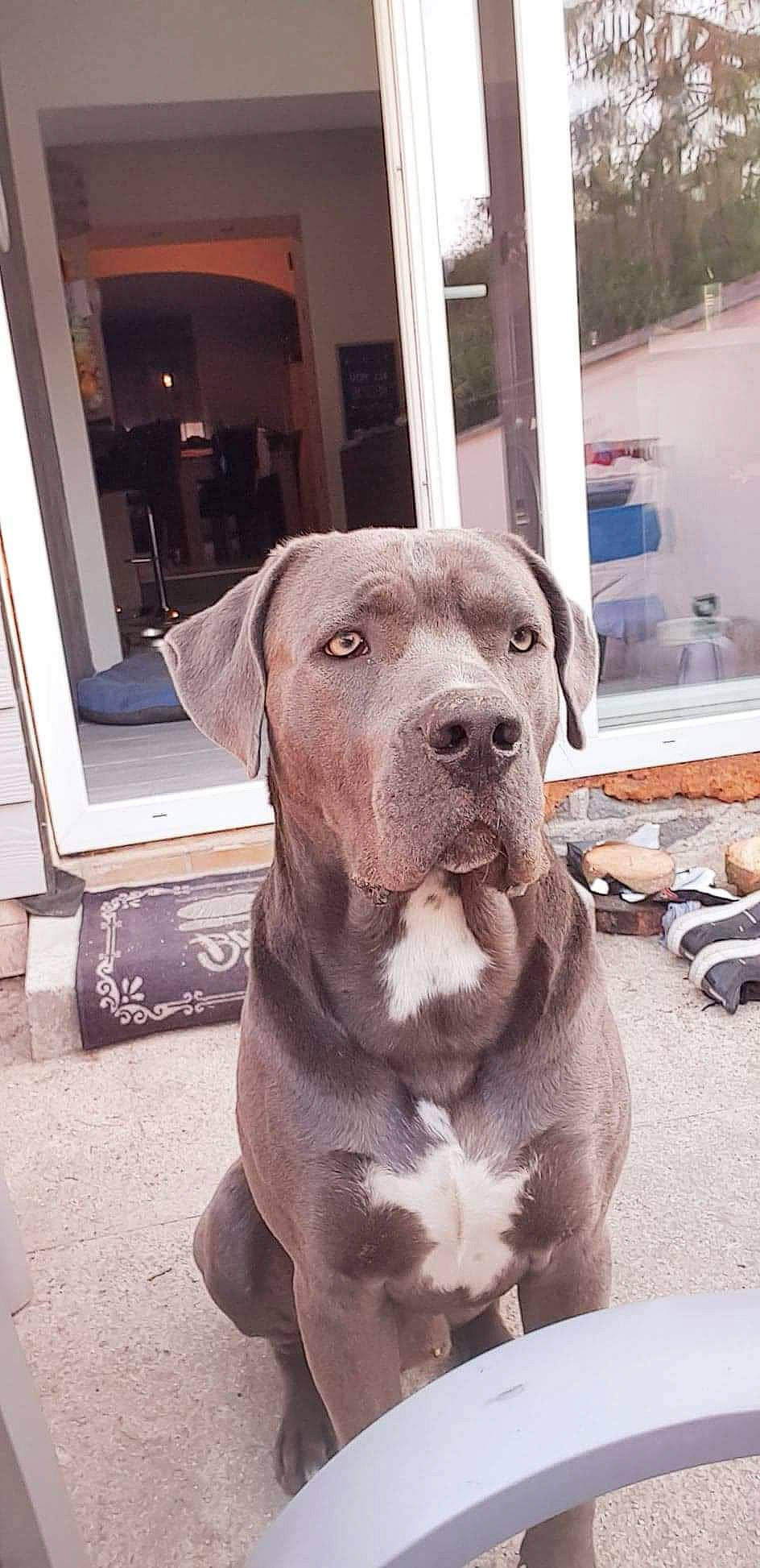 Marley participe au concours pour gagner de l'argent avec cette photo : canidae, carnivore, collar, companion_dog, dog, dog_breed, dog_collar, door, fawn, flooring, fur, guard_dog, gun_dog, liver, metal, molosser, sporting_group, whiskers, window, working_animal