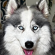 Iris participe au concours pour gagner de l'argent avec cette photo : dog, husky, blue_eyes, fluffy, portrait, indoor, pet, animal, canine, fur, tongue_out, happy, close_up, face, ears, whiskers, nose, houseplant, wallpaper, background