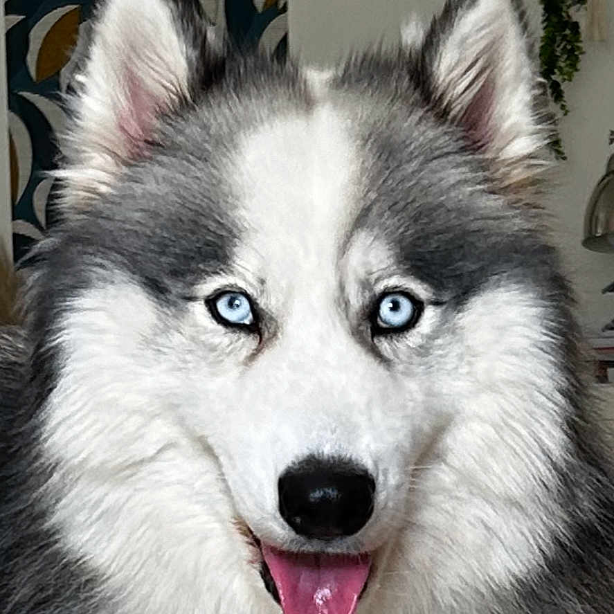 Iris participe au concours pour gagner de l'argent avec cette photo : animal, background, blue_eyes, canine, close_up, dog, ears, face, fluffy, fur, happy, houseplant, husky, indoor, nose, pet, portrait, tongue_out, wallpaper, whiskers