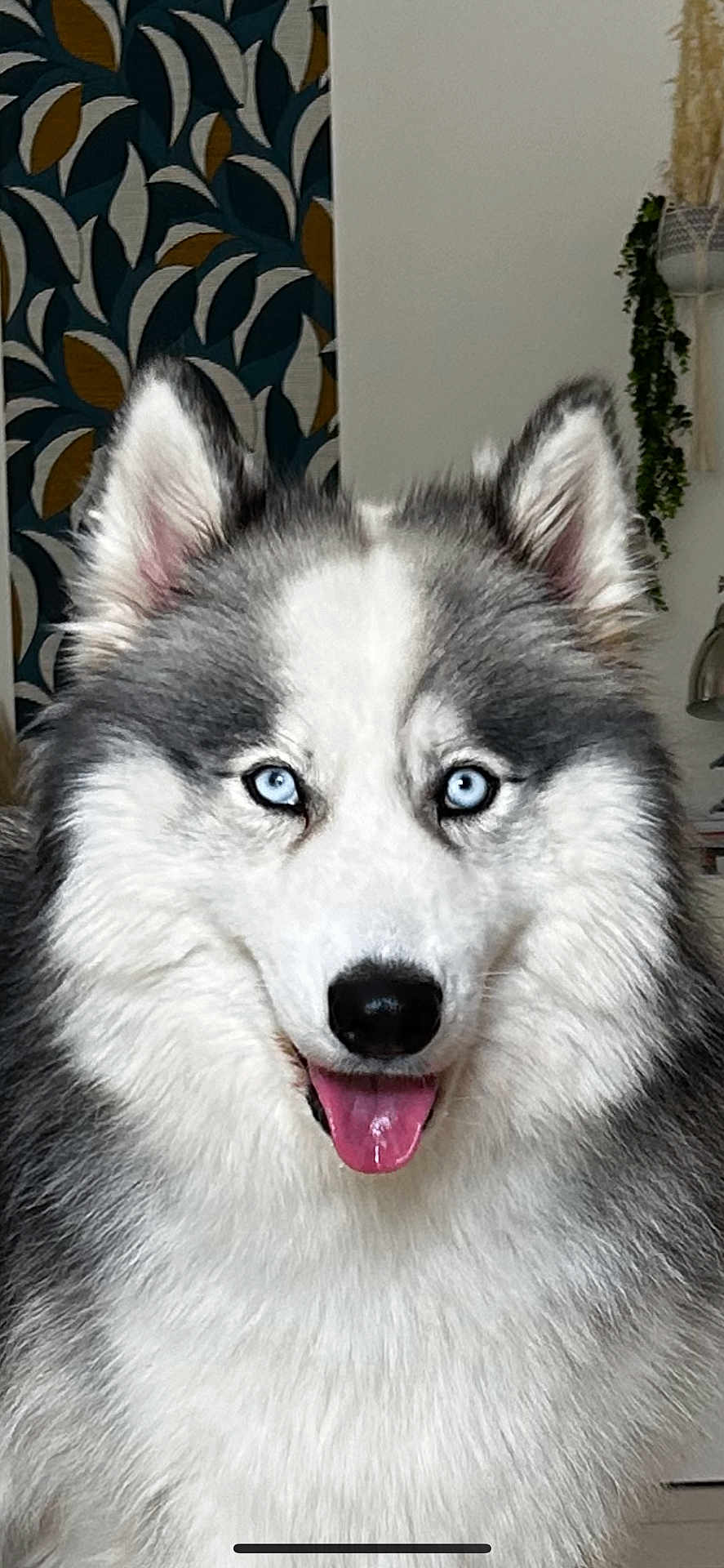 Iris participe au concours pour gagner de l'argent avec cette photo : dog, husky, blue_eyes, fluffy, portrait, indoor, pet, animal, canine, fur, tongue_out, happy, close_up, face, ears, whiskers, nose, houseplant, wallpaper, background