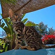Blue a rejoint le concours — aidez-le/la à gagner de superbes lots ! cat, bengal_cat, kitten, outdoor, sunlight, blue_sky, greenery, plants, flowers, red_flowers, shade_cloth, fence, fur_pattern, alert, sitting, pet, nature, animal, daylight, collar