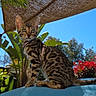 cat, bengal_cat, kitten, outdoor, sunlight, blue_sky, greenery, plants, flowers, red_flowers, shade_cloth, fence, fur_pattern, alert, sitting, pet, nature, animal, daylight, collar