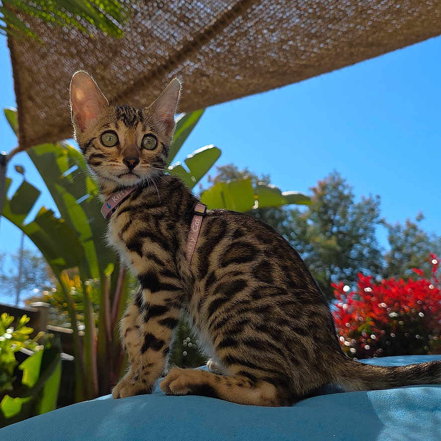 Blue a rejoint le concours — aidez-le/la à gagner de superbes lots ! cat, bengal_cat, kitten, outdoor, sunlight, blue_sky, greenery, plants, flowers, red_flowers, shade_cloth, fence, fur_pattern, alert, sitting, pet, nature, animal, daylight, collar
