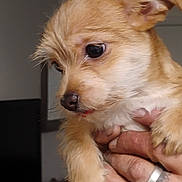 Princess is registered to the contest to win money with this photo: puppy, dog, close_up, hand, holding, fur, cute, indoor, tattoo, ring, portrait, animal, pet, small, young, face, expression, brown, adorable, looking