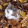 animal, autumn, brown, cat, closeup, cozy, curious, eyes, face, fall, fur, green, leaves, nature, outdoor, pet, plant, seasonal, whiskers, yellow