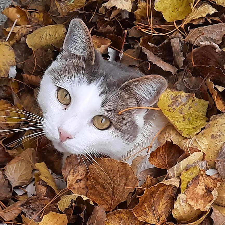 Chatchat