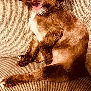 Brownie is registered to the contest to win money with this photo: dog, brown, white, pet, cute, tongue_out, sitting, couch, indoor, fur, canine, animal, looking_at_camera, friendly, playful, closeup, texture, domestic, companion, relaxed