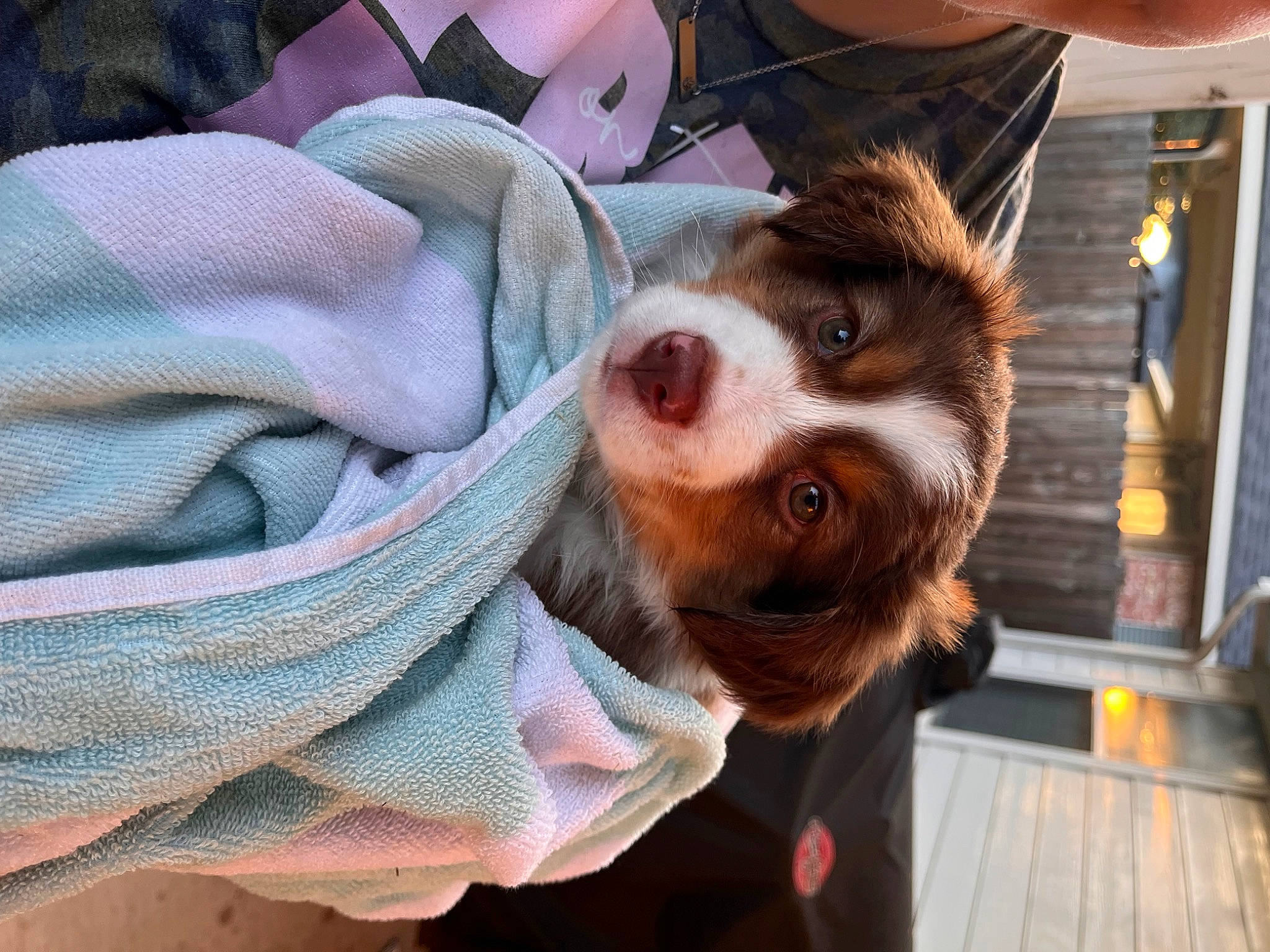 Harvey is registered to the contest to win money with this photo: canidae, carnivore, comfort, companion_dog, dog, dog_breed, dog_clothes, eyewear, fawn, fur, hat, leash, pattern, selfie, snout, sporting_group, whiskers, working_animal